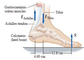 Find the tension in the Achilles tendon and the force