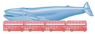 The largest living creature on Earth is the blue whale,