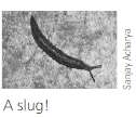 What is the advantage of using slugs as the unit
