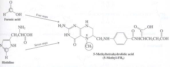 The formidable-looking molecule 5-methyltetrahydrofolic acid (abbreviated 5-methyl-FH4) is the produ