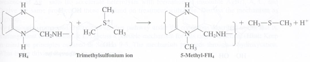 The formidable-looking molecule 5-methyltetrahydrofolic acid (abbreviated 5-methyl-FH4) is the produ
