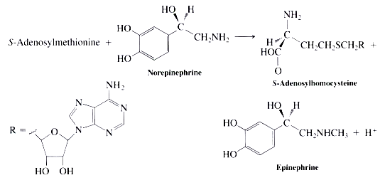 Epinephrine (adrenalin; see also Chapter 6 Opening) is produced in