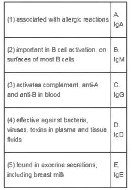Match the types of antibodies with their function and/or where