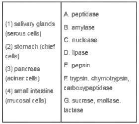 Match the organ or gland with the enzyme(s) it secretes.
