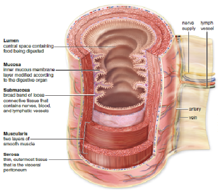 Considering that the GI tract consists of layers of muscles