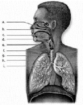 Label this diagram of the human respiratory tract?