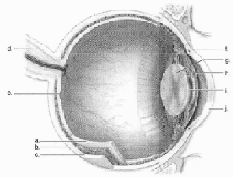 Labe this diagram of a human eye.