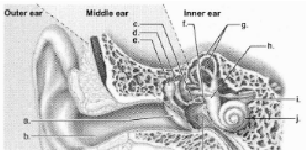 Label this diagram of the human ear.