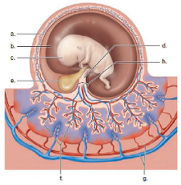 Lebel this diagram illustrating the placement of the extrambryonic membranes.