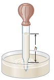 A meat baster consists of a squeeze bulb attached to