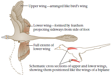 - Upper wing-arranged like bird's wing -Lower wing-formed by feathers projecting sideways from side of foot -Full extent