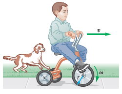 A child pedals a tricycle, giving the driving wheel an