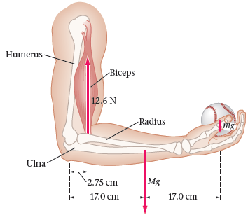 Humerus -Biceps 12.6 N -Radius mg Ulna Mg 17.0 cm 2.75 cm 17.0 cm 