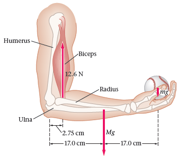 Humerus- Biceps 12.6 N Img - Radius Ulna Mg 2.75 cm 17.0 cm 17.0 cm- 