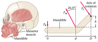 Axis of rotation 26.0°! FM Mandible - Masseter muscle Mandible 