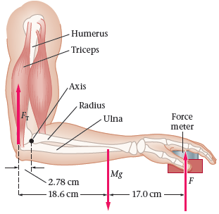 - Humerus - Triceps Axis Radius Force Ulna meter Mg 2.78 cm 18.6 cm 17.0 cm 
