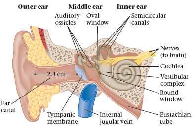 The human ear canal is much like an organ pipe