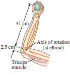 31 cm Axis of rotation 2.5 cm (at elbow) Triceps muscle 