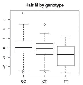 Hair M by genotype CT CC TT -2 2 1. 