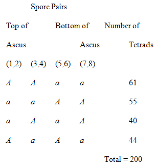 Spore Pairs Top of Bottom of Number of Ascus Ascus Tetrads (1,2) (3,4) (5,6) (7,8) 61 a 55 a 40 44 a a Total = 200 