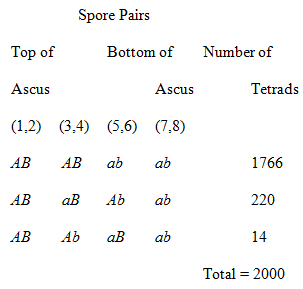Spore Pairs Top of Bottom of Number of Ascus Ascus Tetrads (1,2) (3,4) (5,6) (7,8) AB AB ab ab 1766 AB aB Ab ab 220 AB A