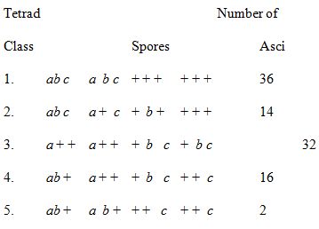 Tetrad Number of Class Spores Asci ab c a bc +++ 36 1. +++ a+ c + b+ +++ 2. ab c 14 a++ a++ +b c + bc 3. 32 a++ + b c ++