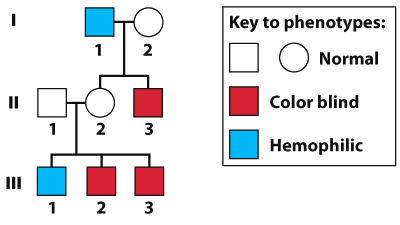 Key to phenotypes: 2 Normal Color blind 1 2 3 Hemophilic II 1 2 3 
