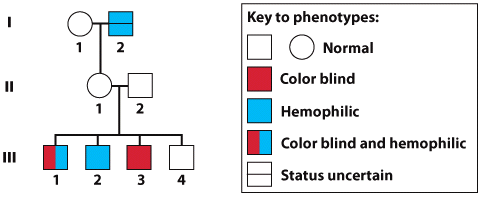 Key to phenotypes: 2 Normal Color blind II 1 2 Hemophilic Color blind and hemophilic Ш Status uncertain 2 3 4 