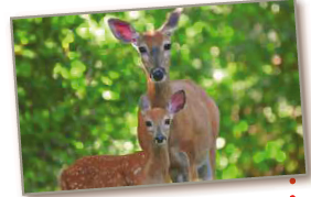 A wildlife management team studied the reproductive rates of deer