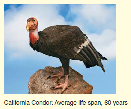 California Condor: Average life span, 60 years 
