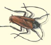 A large tropical cockroach of the family Dictyoptera is the