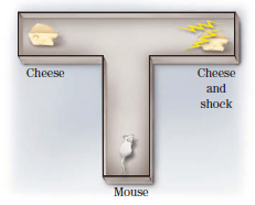 Cheese Cheese and shock Mouse 