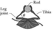 Some insects can walk below a thin rod (such as