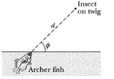 Upon spotting an insect on a twig overhanging water, an
