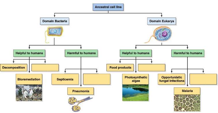 1. Describe the basic differences between bacterial and eukaryotic cell
