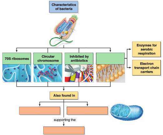 1. What is the endosymbiotic theory? 2. What eukaryotic organelles