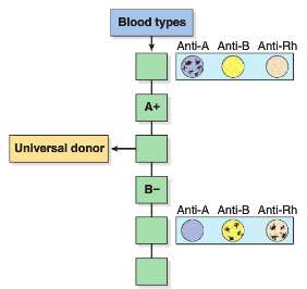 1. From what blood types can a person with type