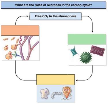 1. What are the roles of microbes in the carbon