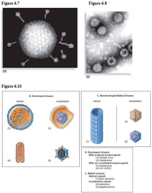 Label the parts of viruses in figures 6.7 d, 6.8