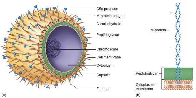 Look at figure 18.10 of the cell structure of streptococci