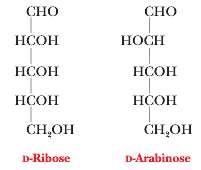 Consider the structures of arabinose and ri-bose. Explain why nucleotide