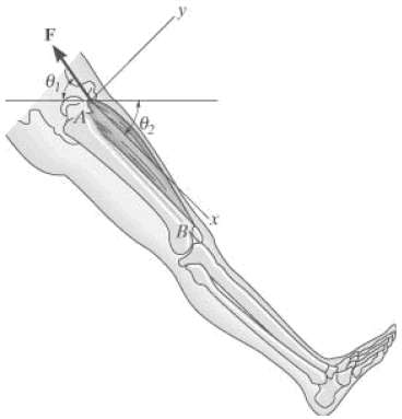 The leg is held in position by the quadriceps AB,