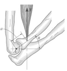 The elbow joint is flexed using the biceps brachii muscle, which
