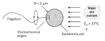 D= 2 um Water and nutrient Flagellum T= 37°C Electrochemical engine Escherichia coli 