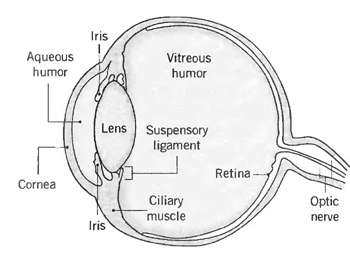 Iris Aqueous humor Vitreous humor Lens Suspensory ligament Retina Cornea Ciliary muscle Optic nerve Iris 