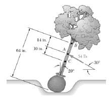 A landscaper tries to plumb a tree by applying a