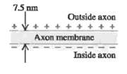 75 nm Outside axon Axon membrane Inside axon 