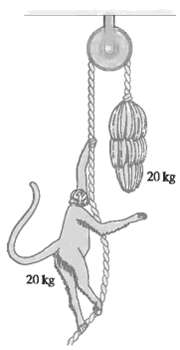 The Monkey and Bananas Problem A 20-kg