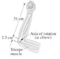 31 cm Axis of rotation (at clbow) 2.5 cn Triceps Imuscle 