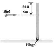 25.0 Bird cm Hinge 